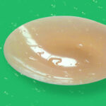 non adhesive nipple covers-3 nipple covers without adhesive